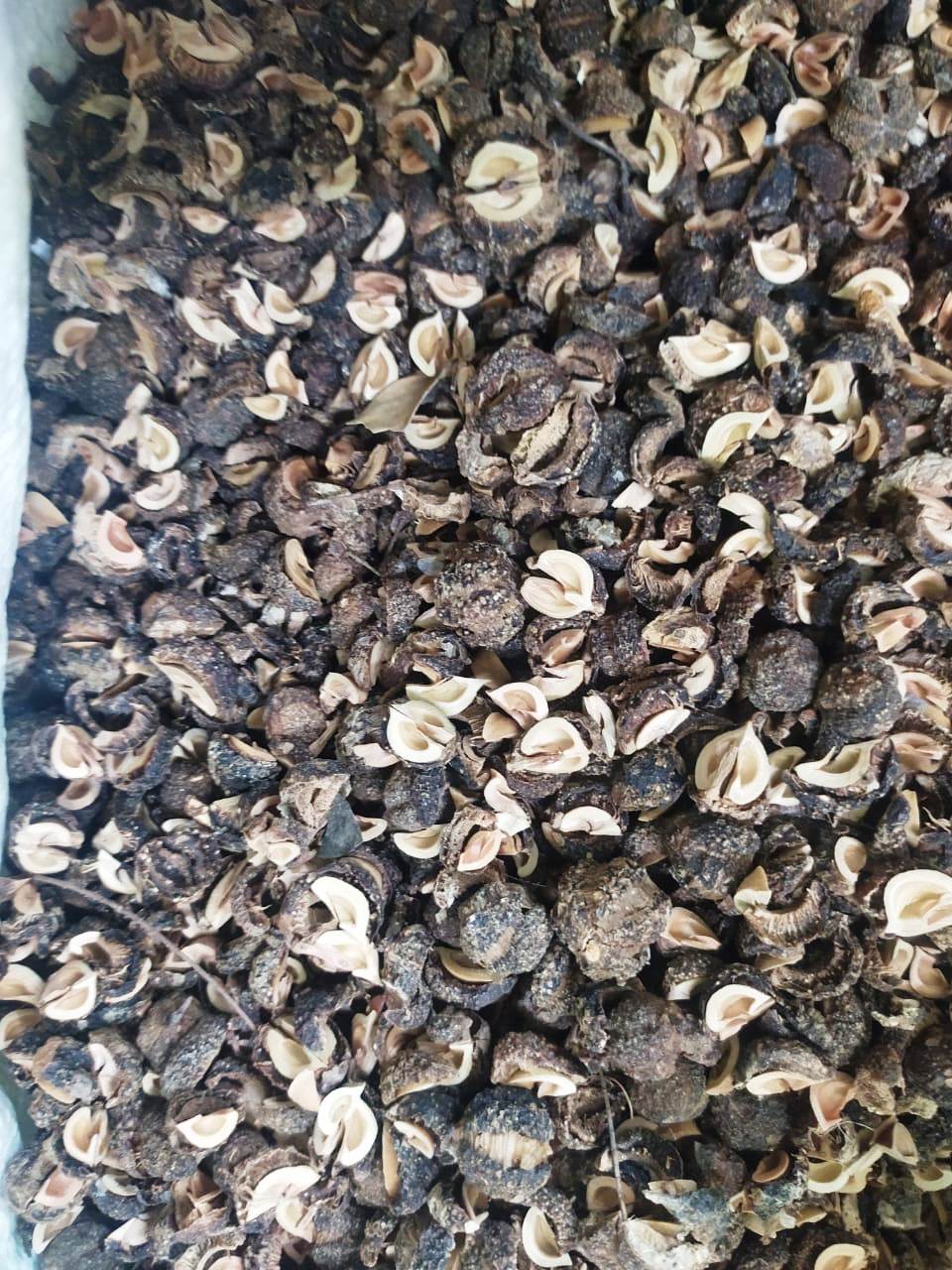 Nellikai with seed 7